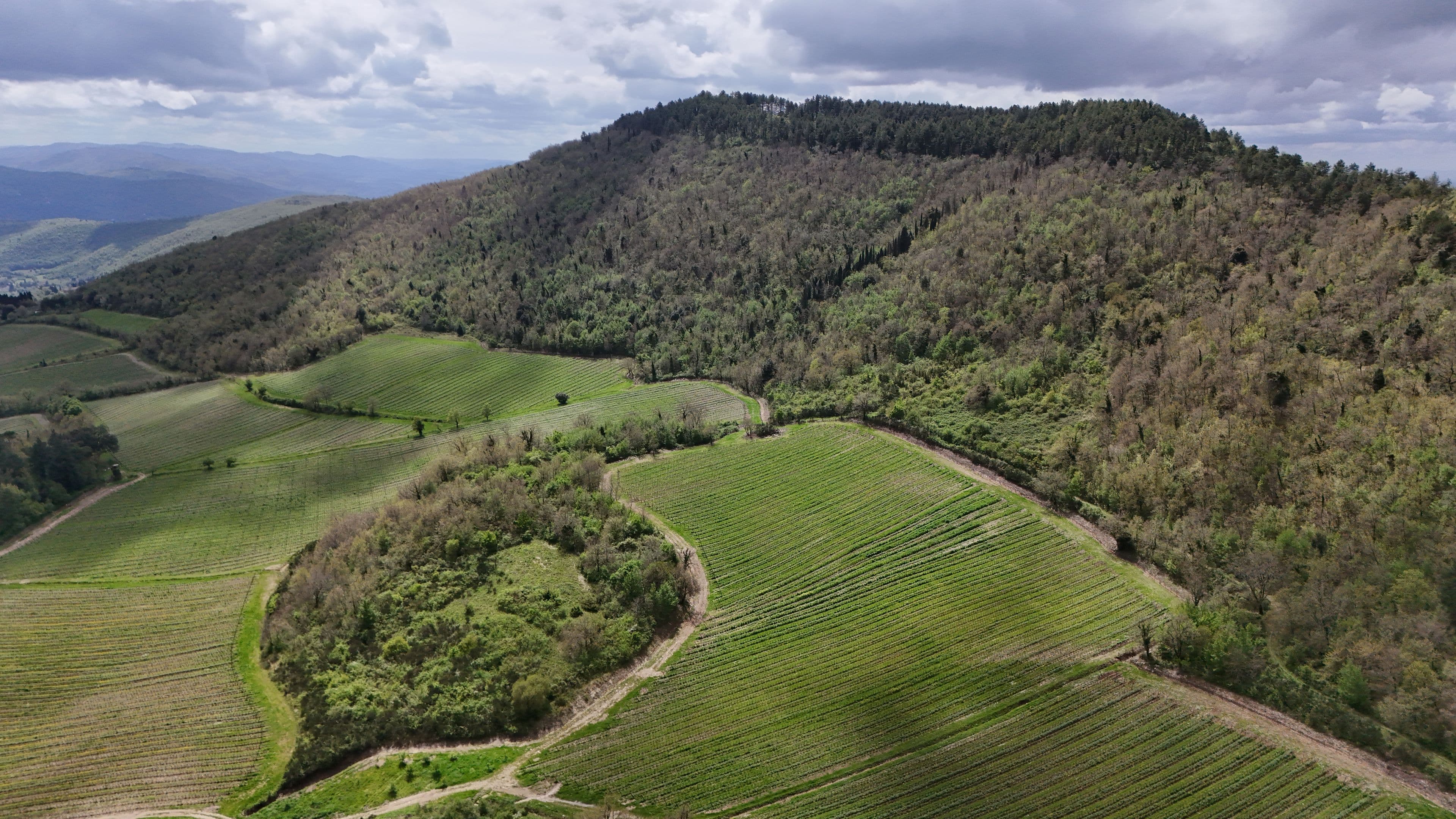 Vineyards at the foot of a wooded hill